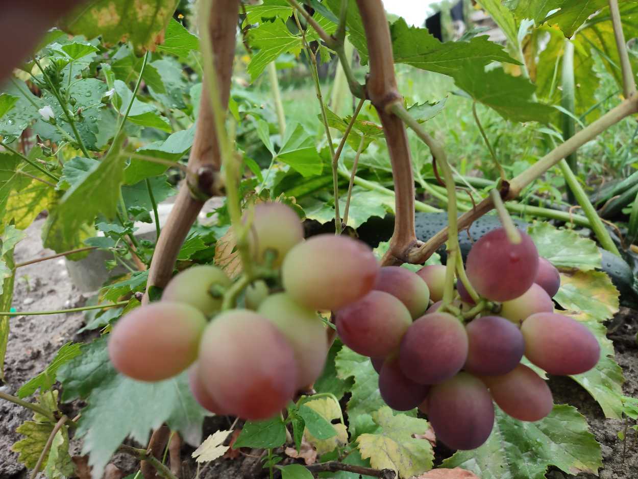 Krasnaja Roza - Winnica Krysa
